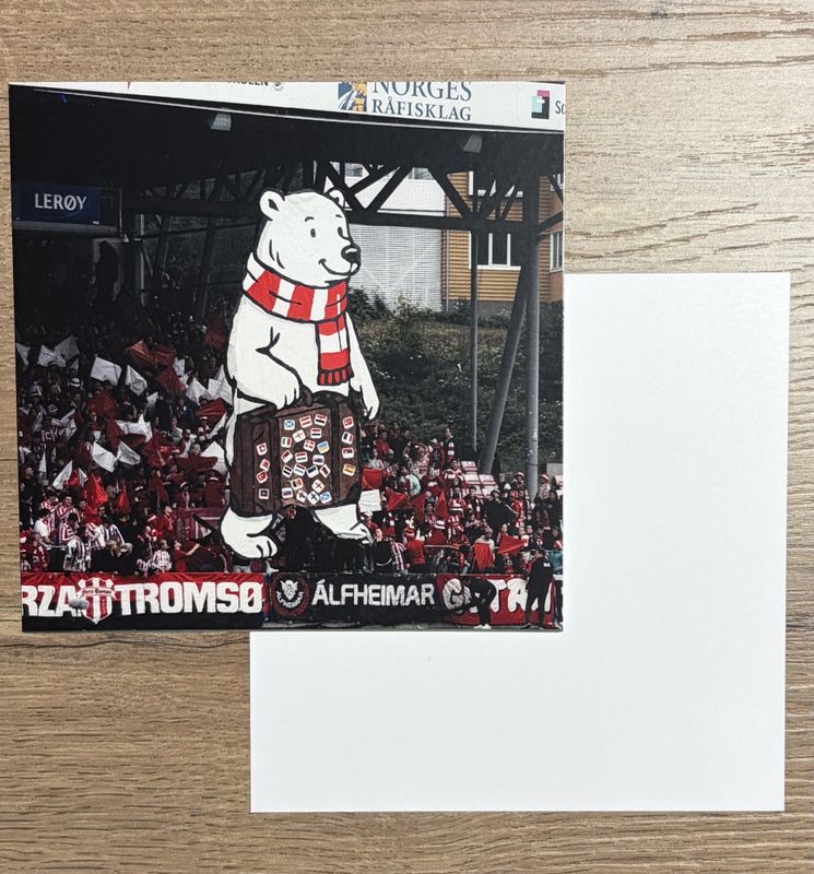 Postcard polar bear 14x14